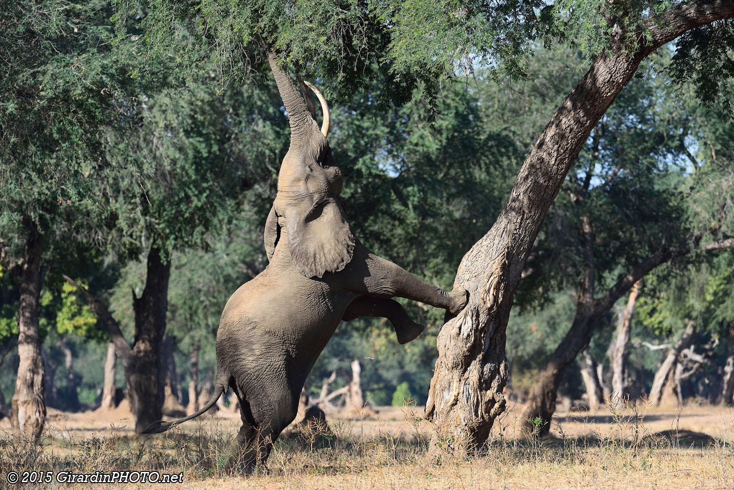 Les éléphants se dressent parfois sur leurs pattes arrières pour atteindre le feuillage, c'est une spécialité à Mana Pools !