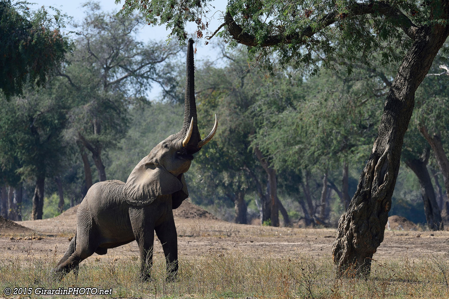 Eléphant du Mana Pools