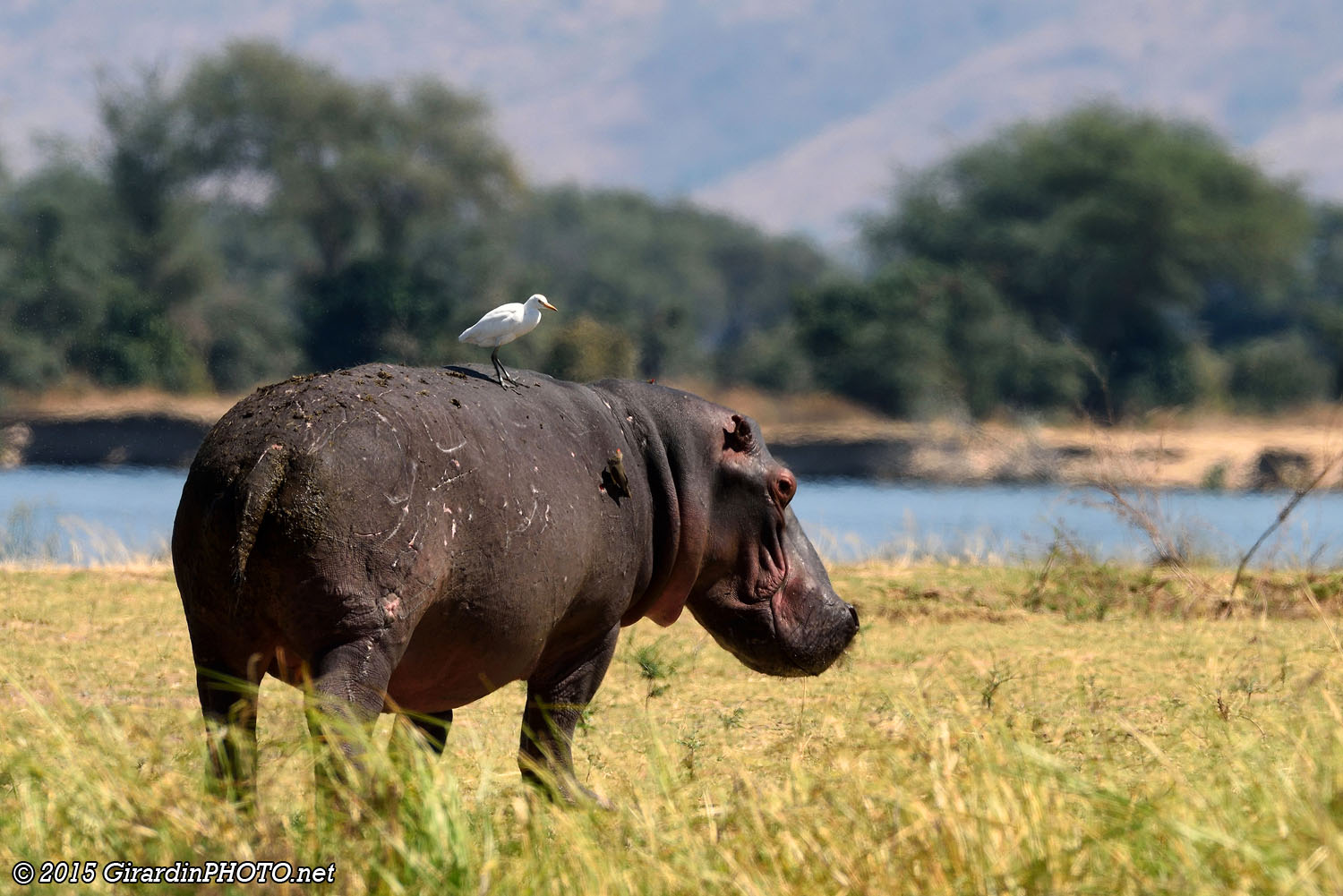 Hippopotame et son aigrette