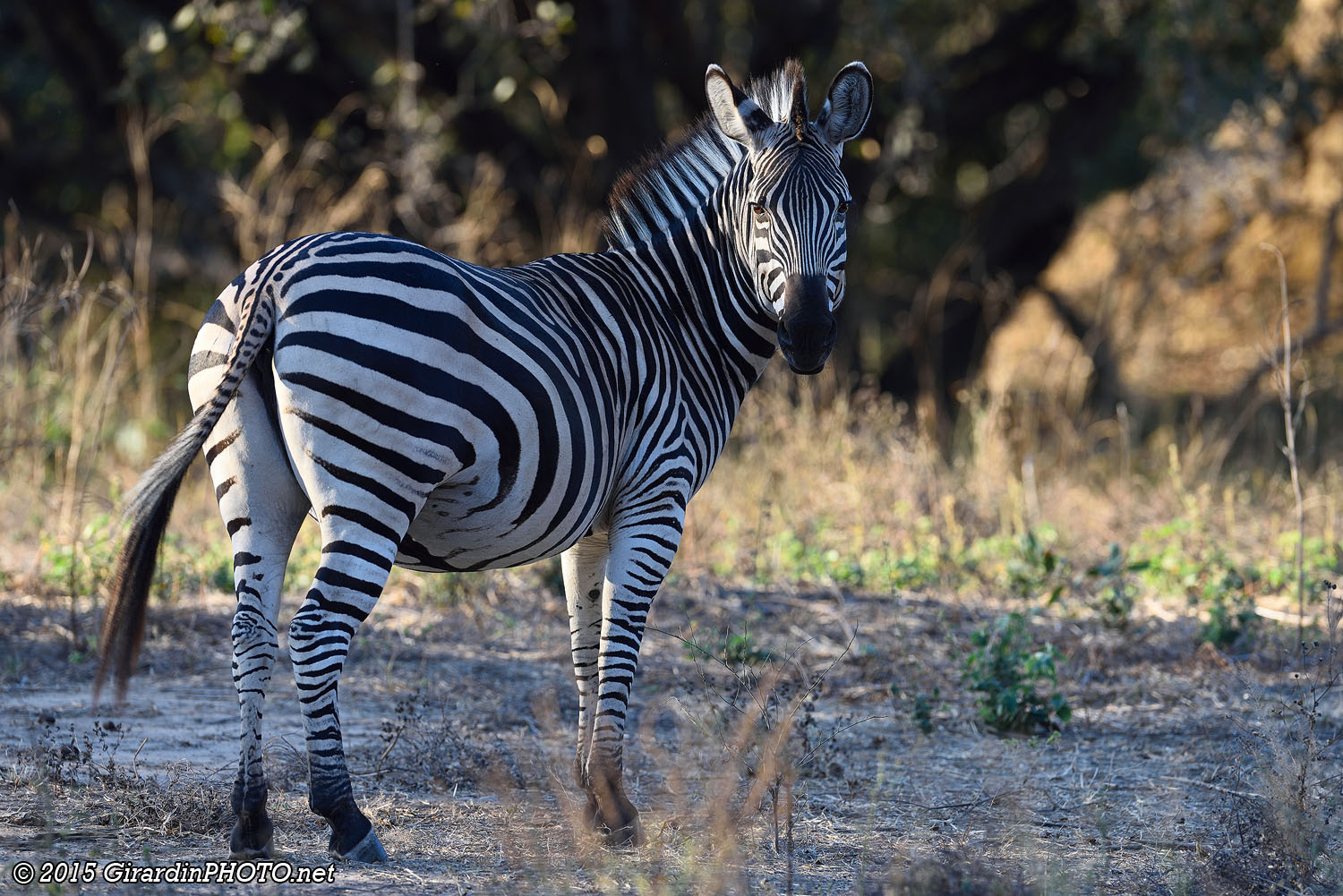 Zebra Plains