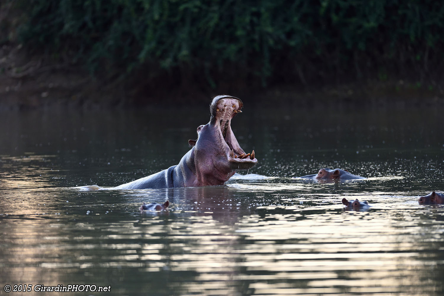 Hippo Pool