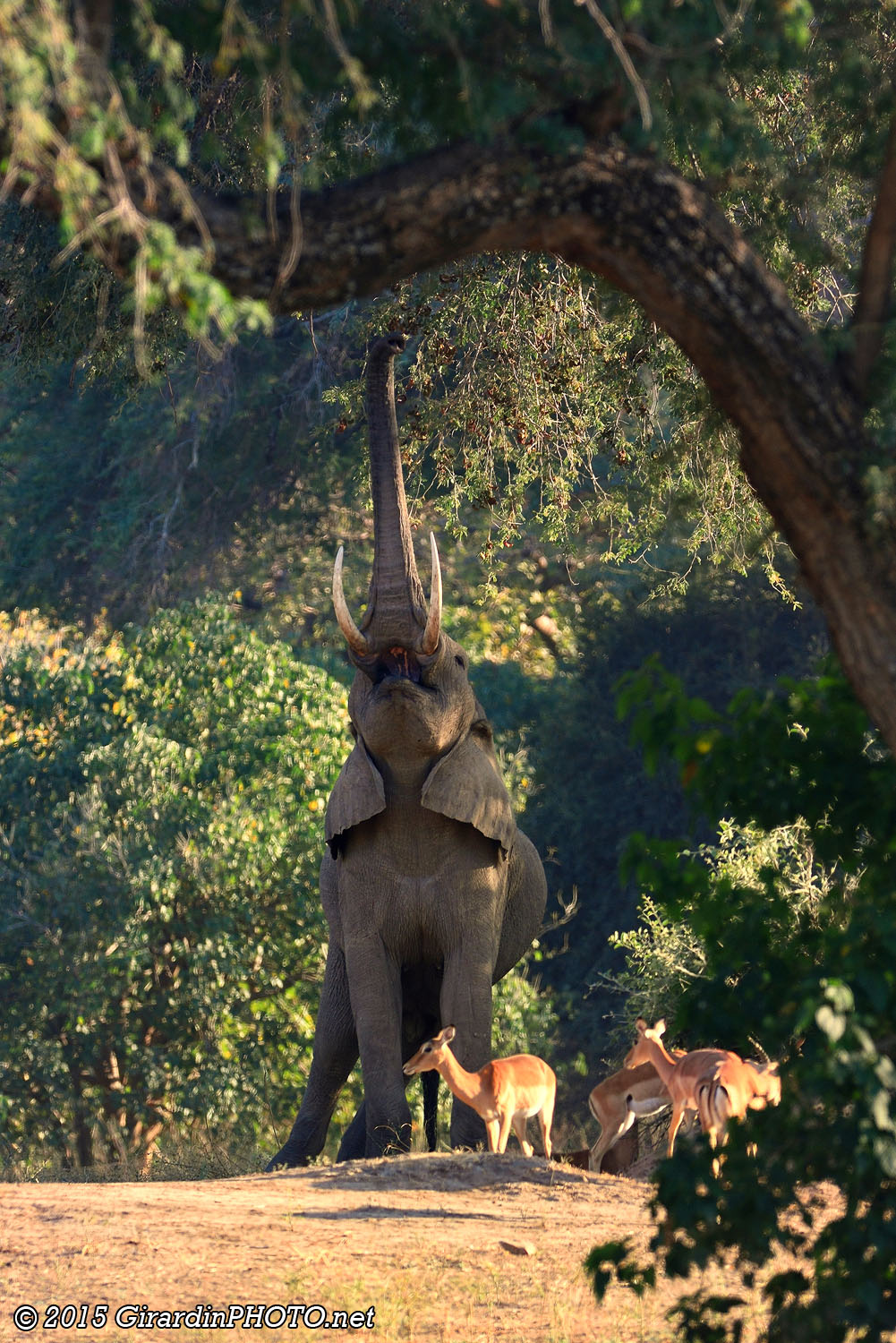 Eléphant et gazelles