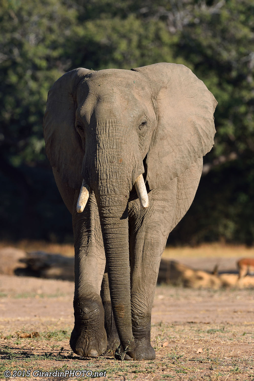 Eléphant