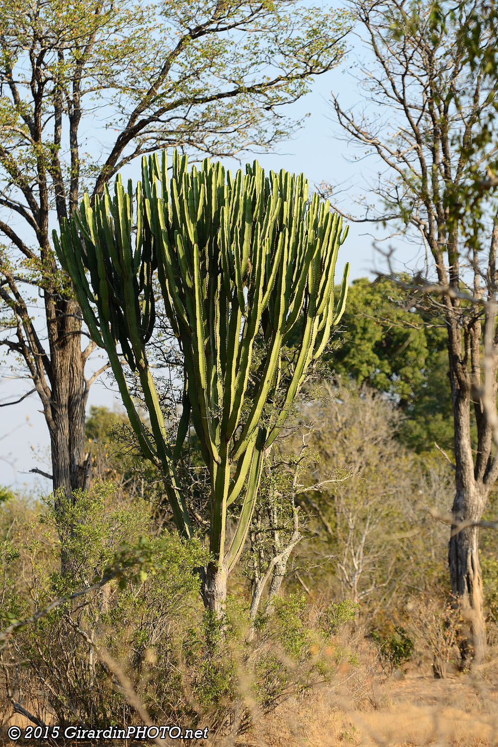 Cactus dans la région de Mashuma Pan