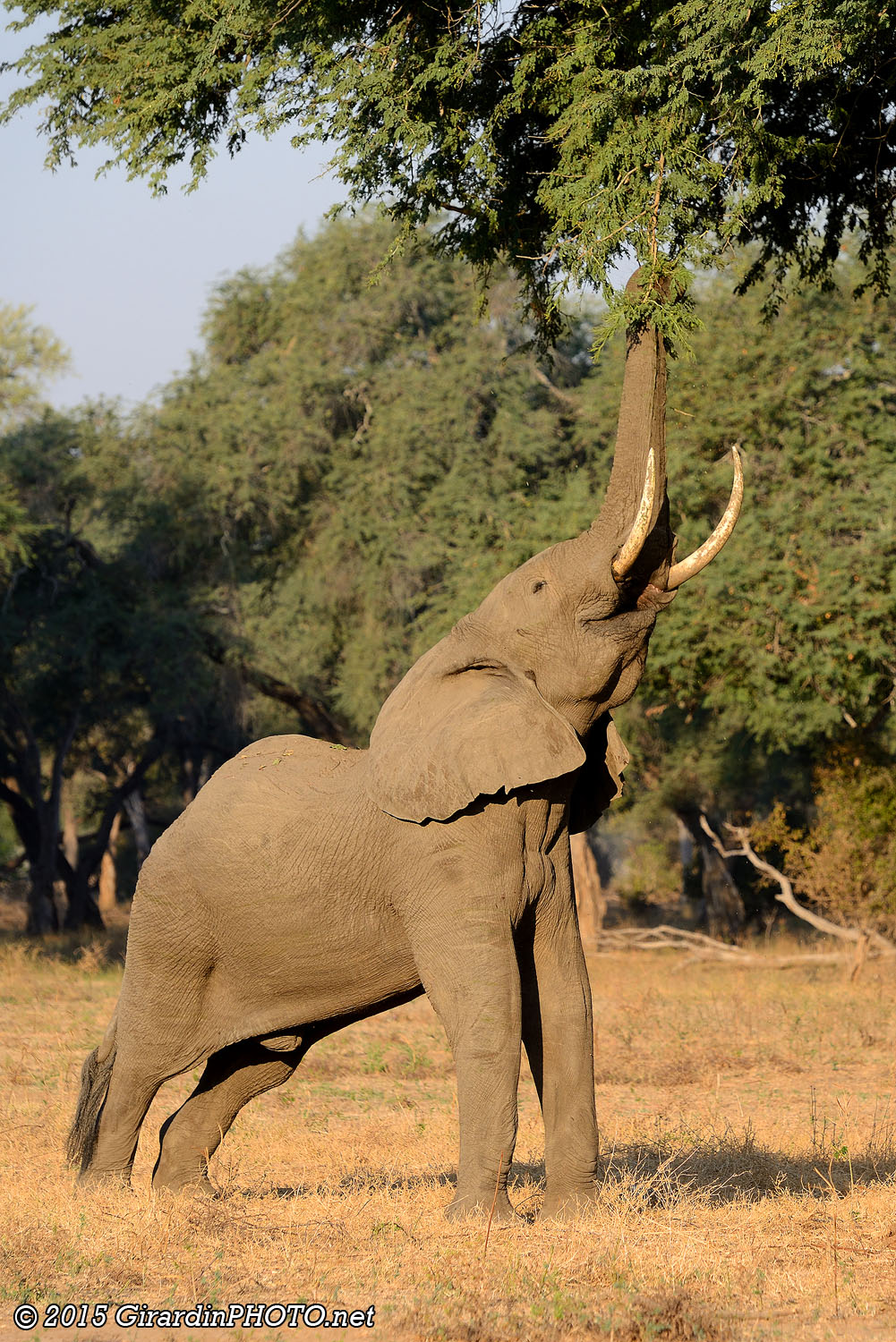 Il y a vraiment beaucoup d'éléphants à Mana Pools