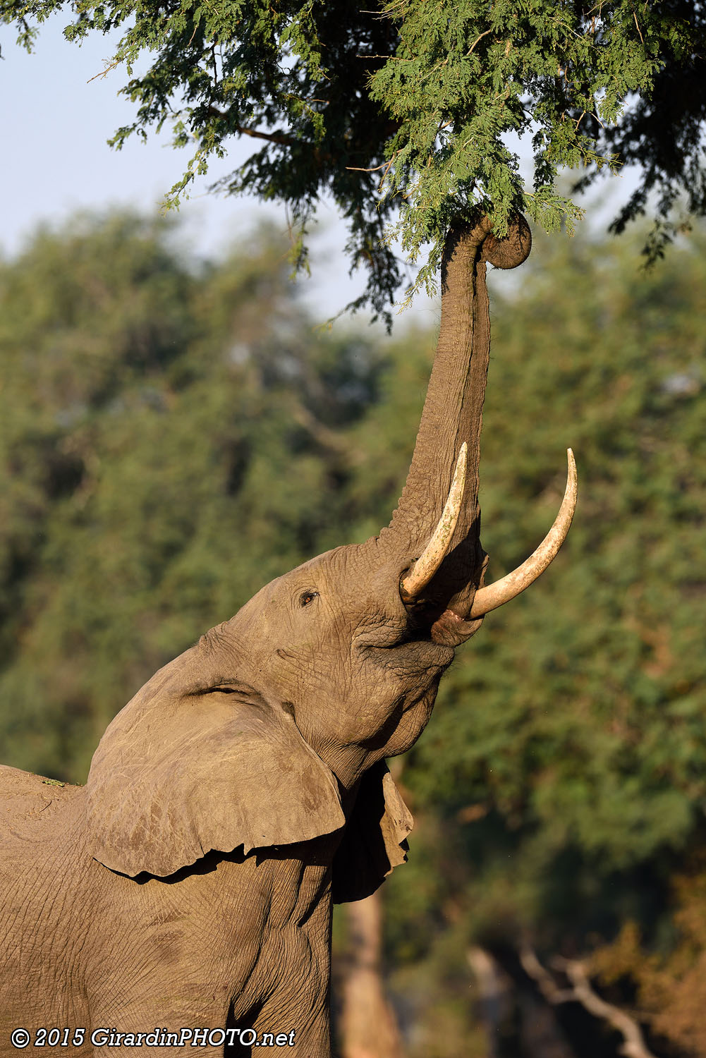 Il y a vraiment beaucoup d'éléphants à Mana Pools