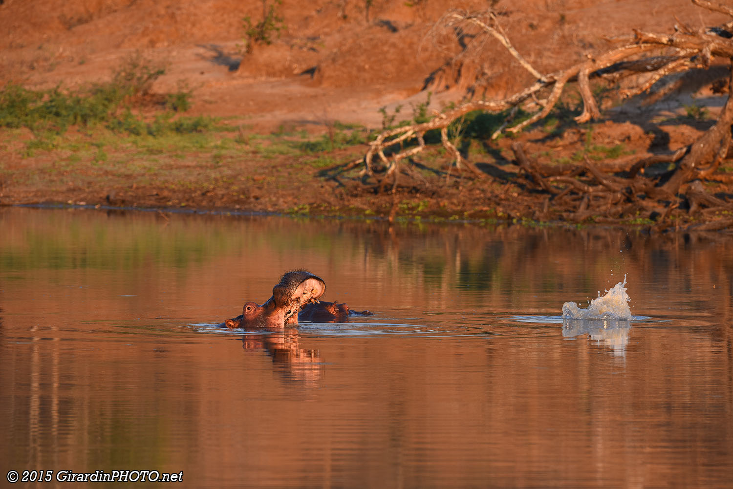 Hippopotames à Sapi Pan au coucher du soleil