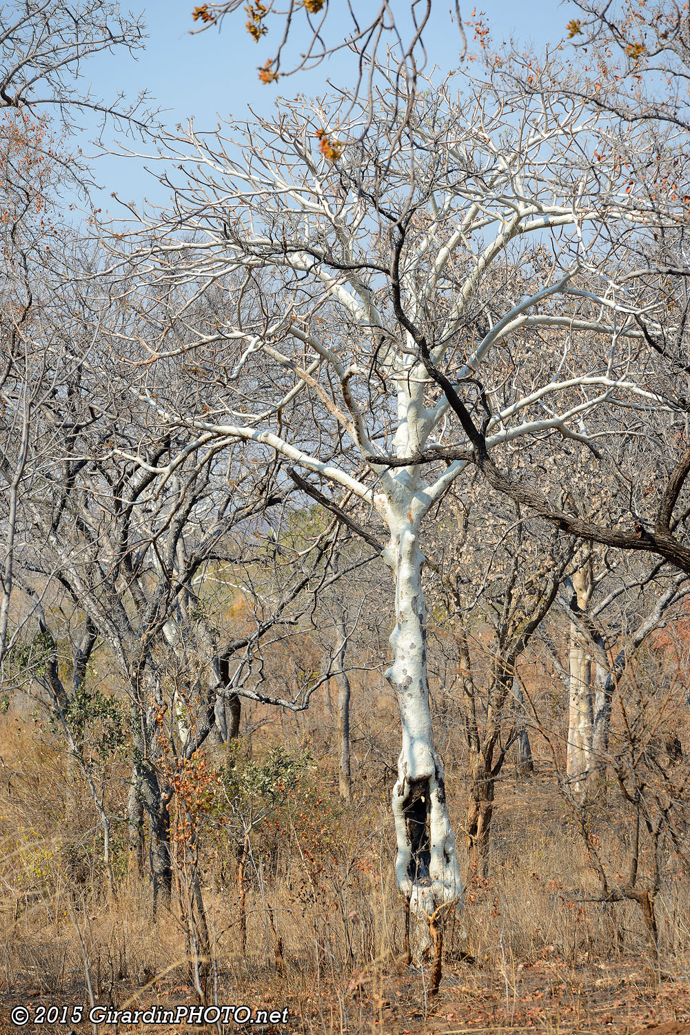 Arbre à tronc blanc