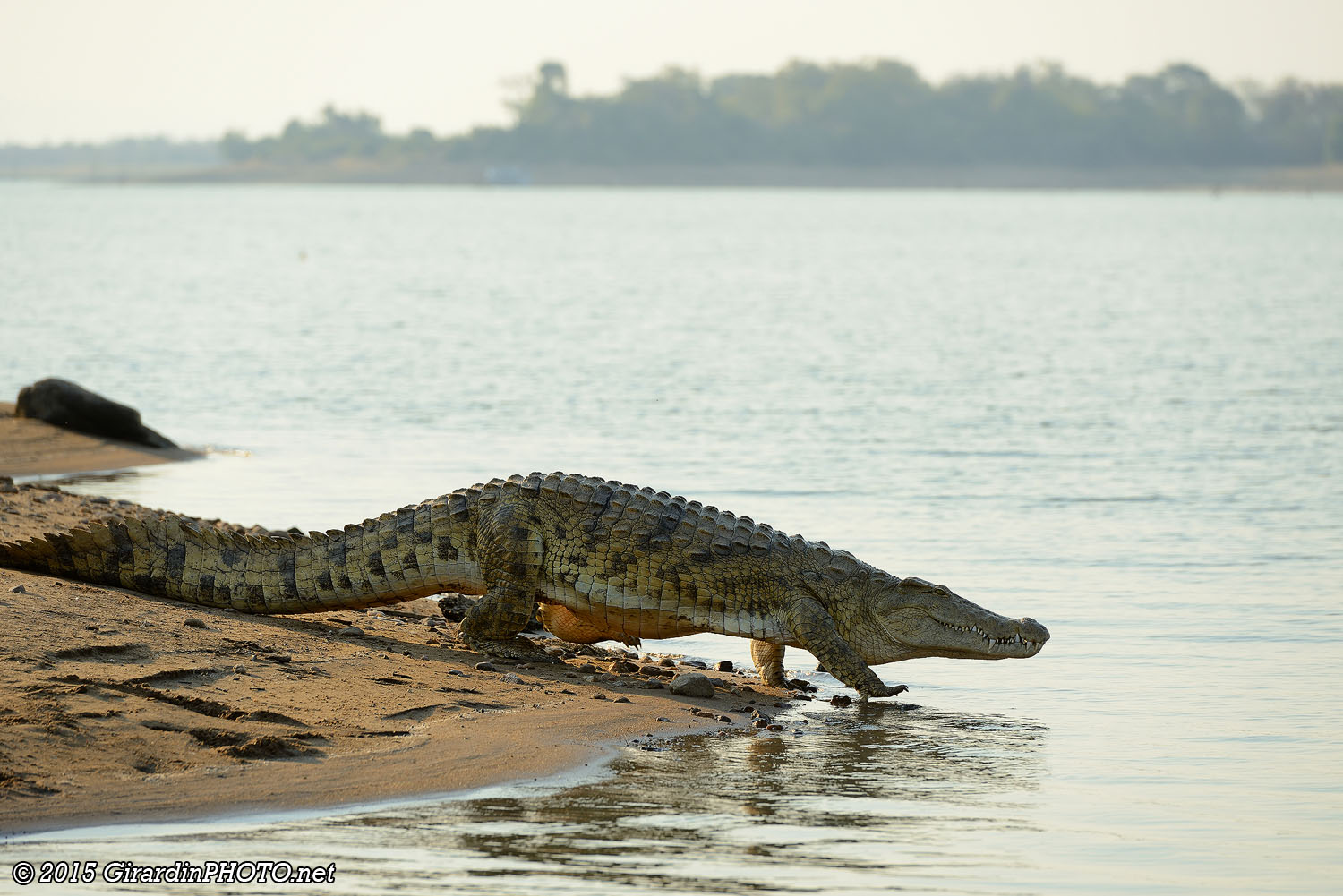 Crocodile du Nil