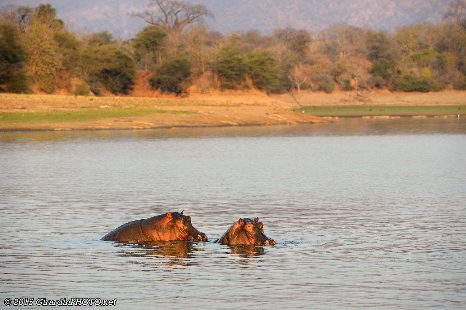 Hippopotames