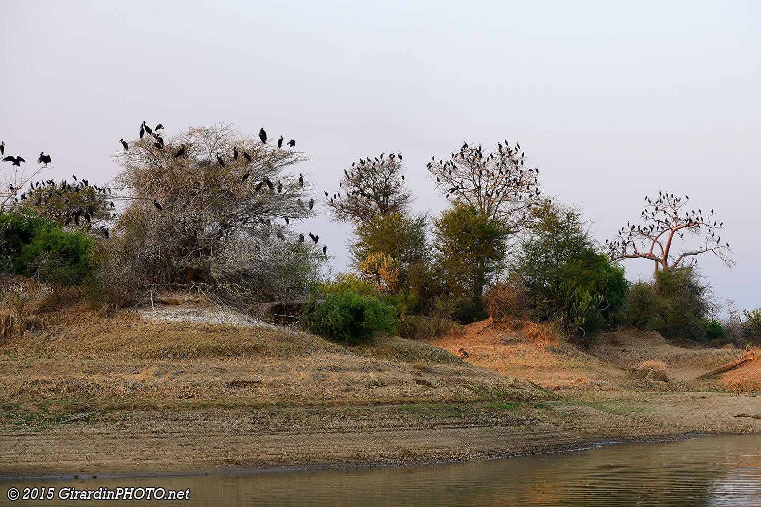 Bird Island