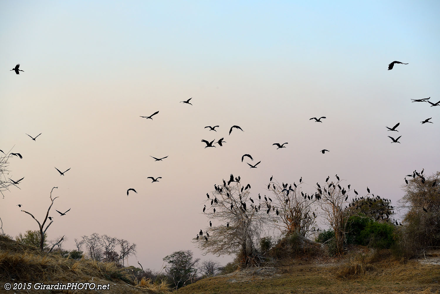 Envol de becs-ouverts africains à Bird Island