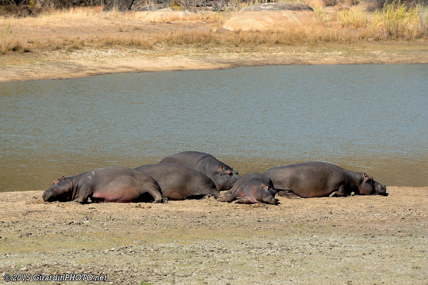 Hippopotames au point d'eau de Chitamba