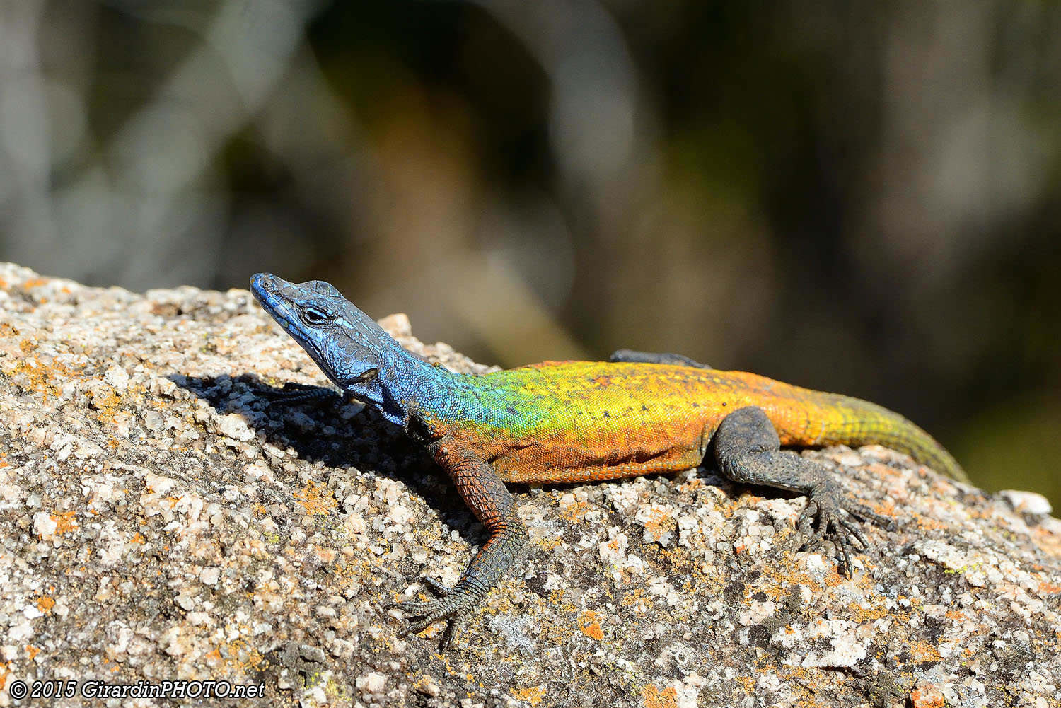 Lézard plat de Broadley (lézard arc-en-ciel)