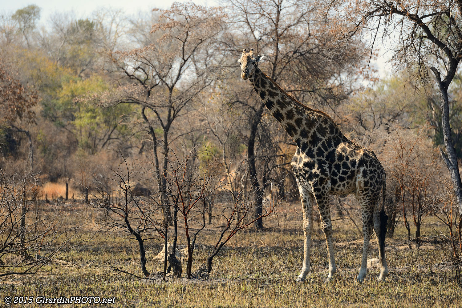 Girafe masaï