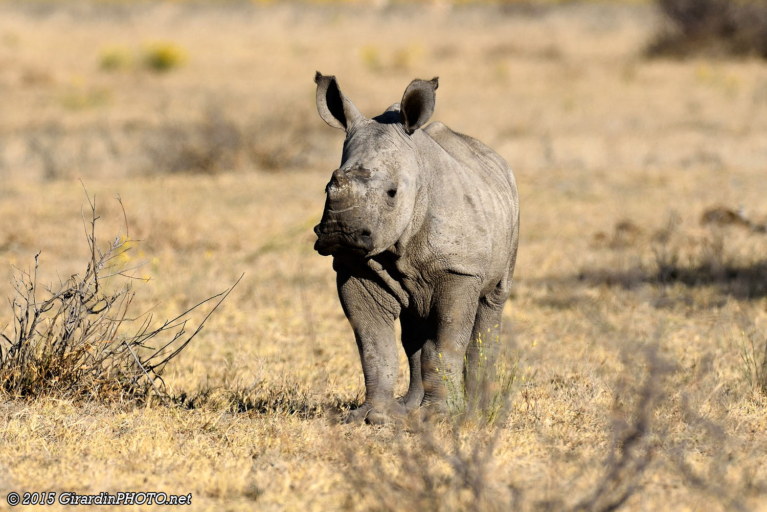 Bébé rhinocéros blanc