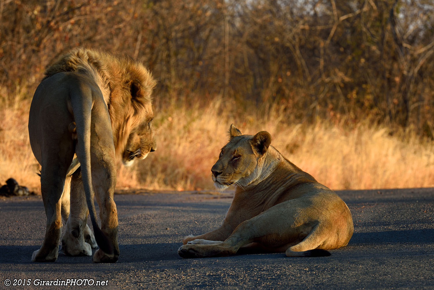 Pardon, couple de lions droit devant !