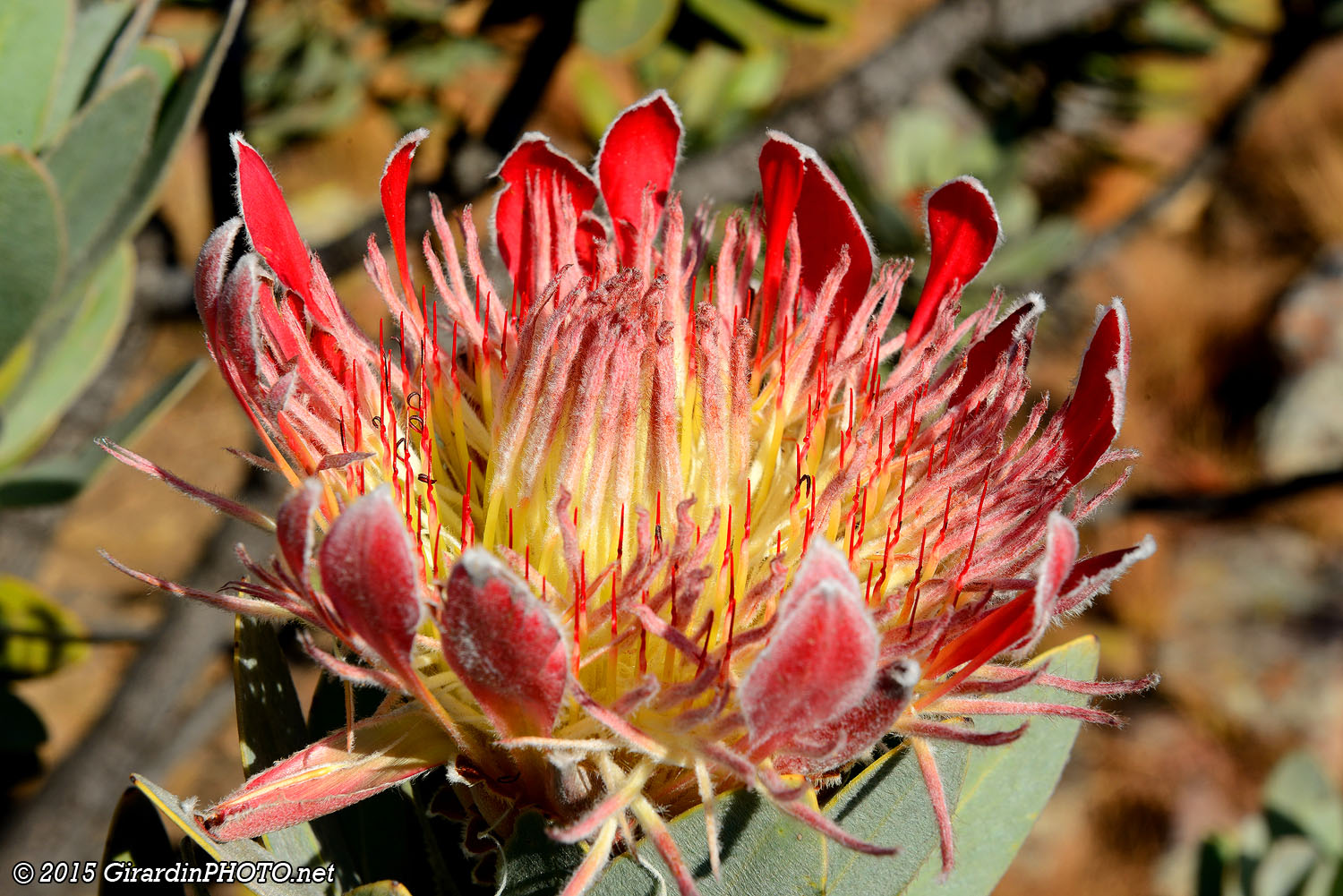 Protea royale
