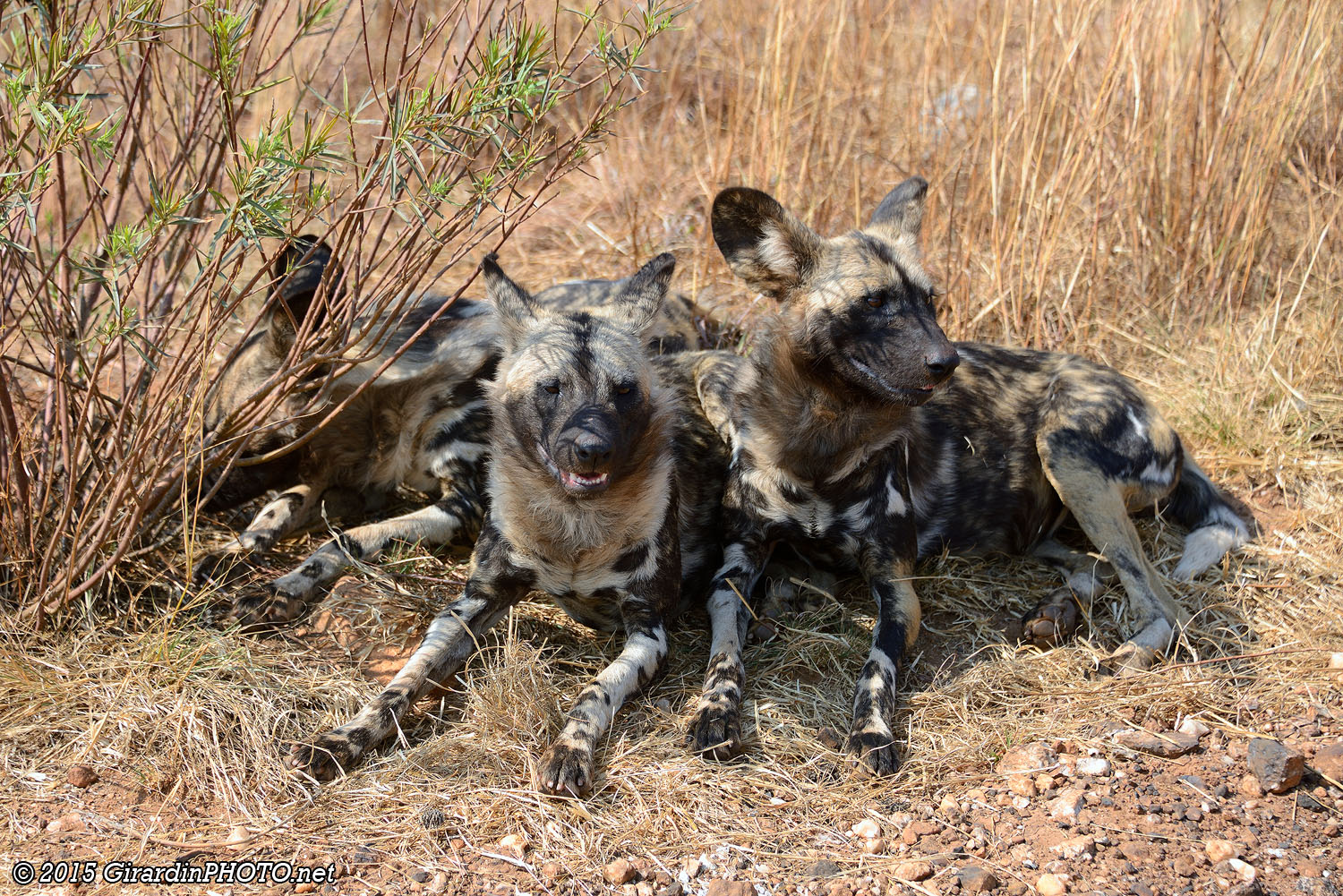 Lycaons