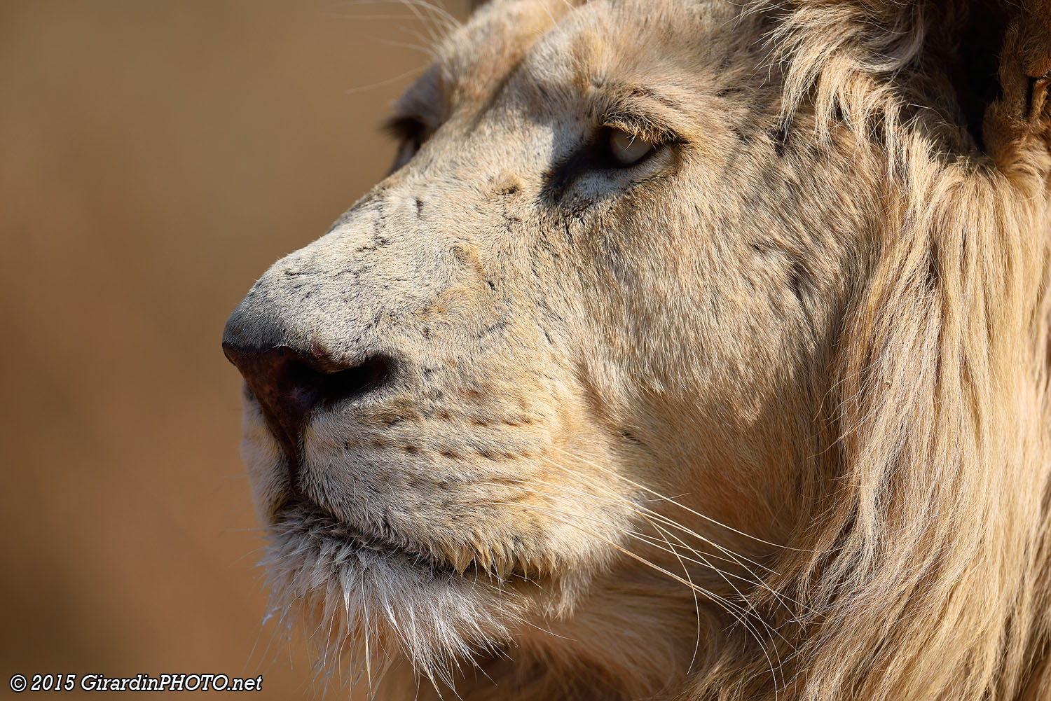 Le roi
