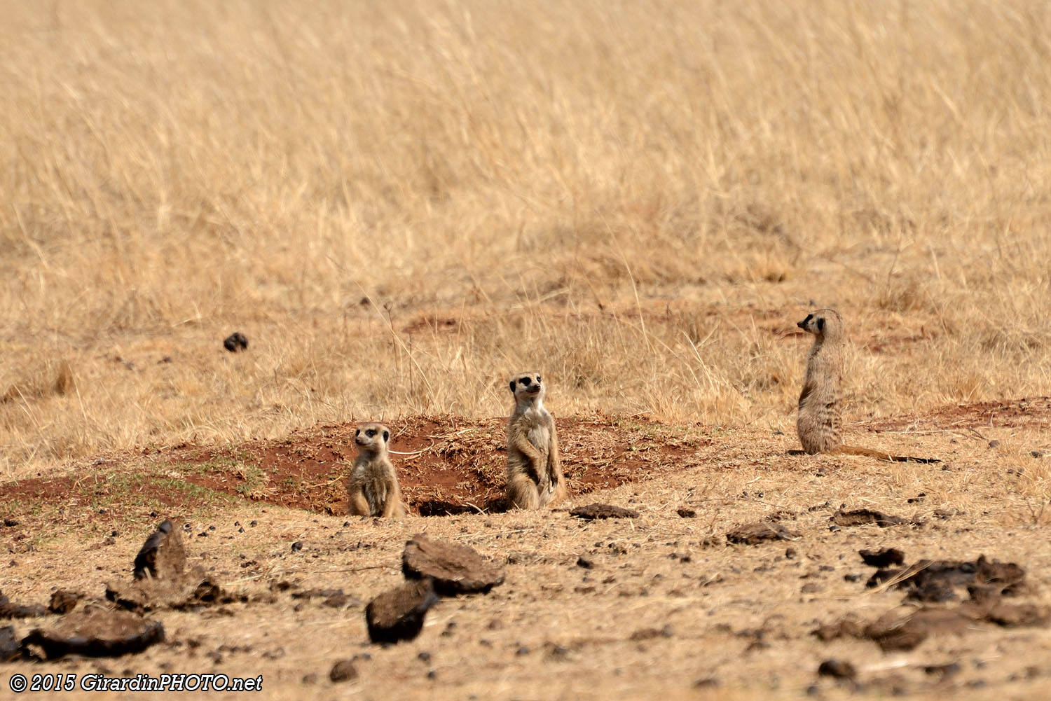 Même les suricates viennent nous dire au-revoir