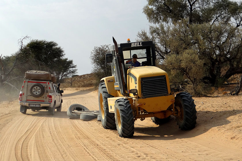 Dameuse jaune du Kalahari