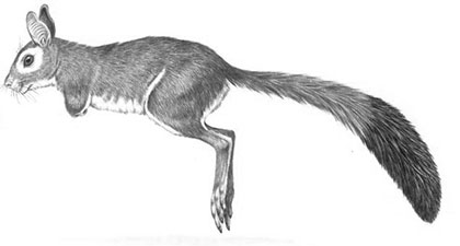 Lièvre sauteur