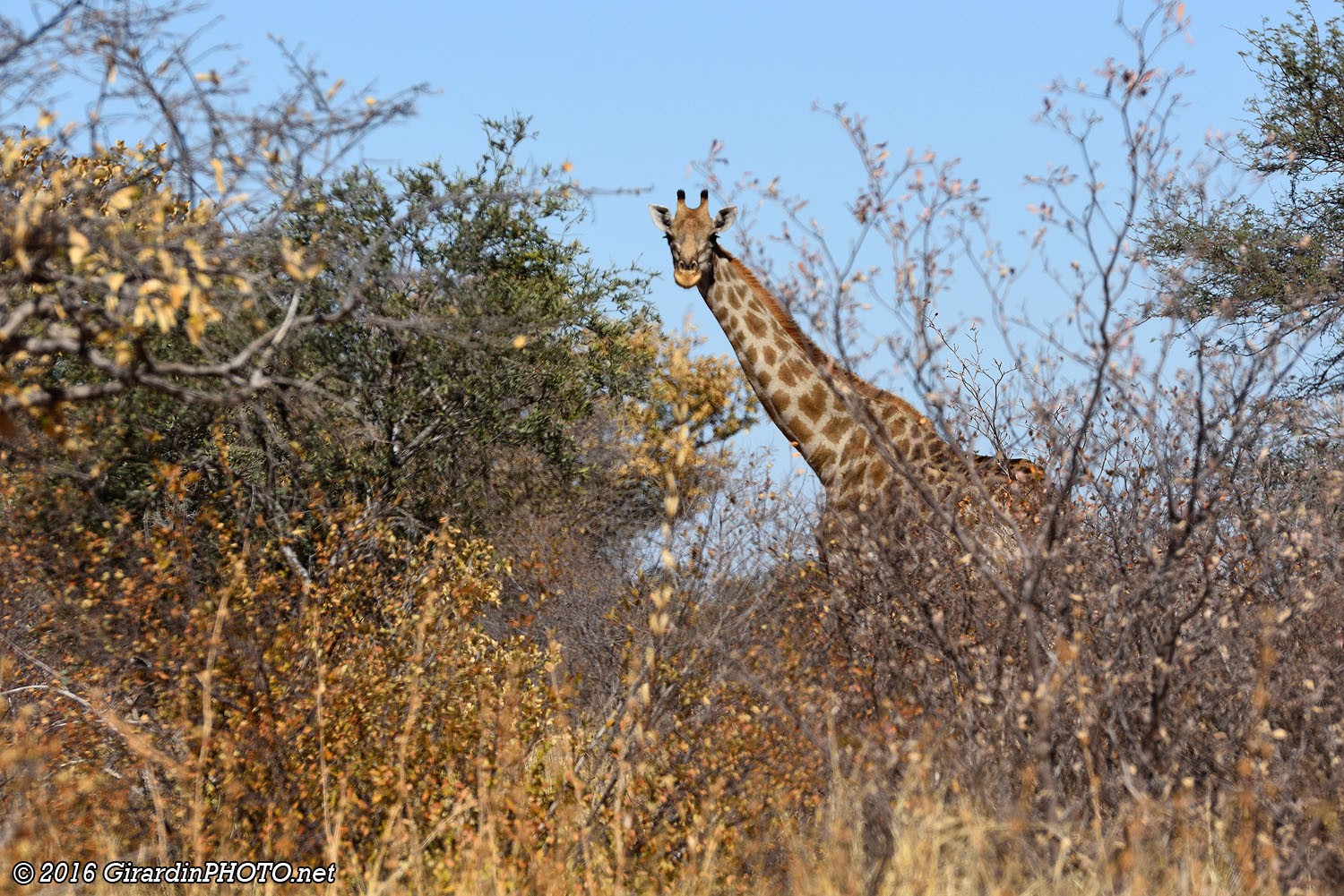 Girafe