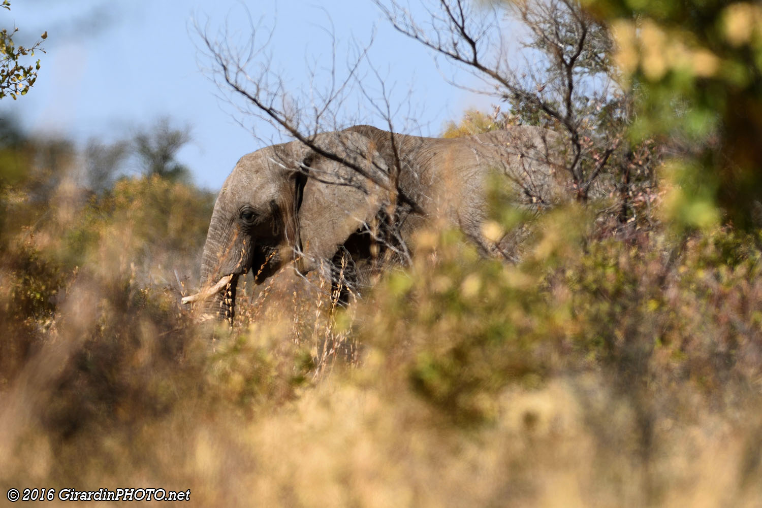 Eléphant