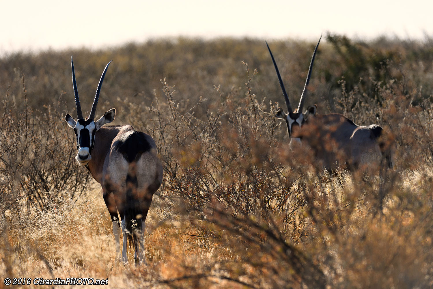 Oryx