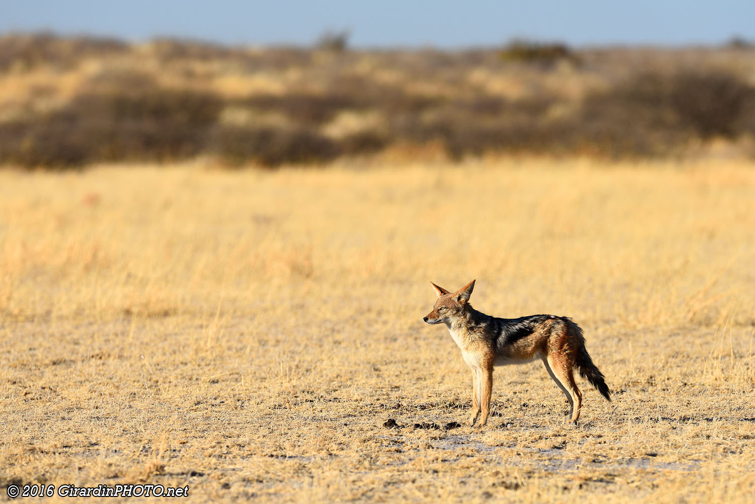 Chacal à chabraque prenant le soleil