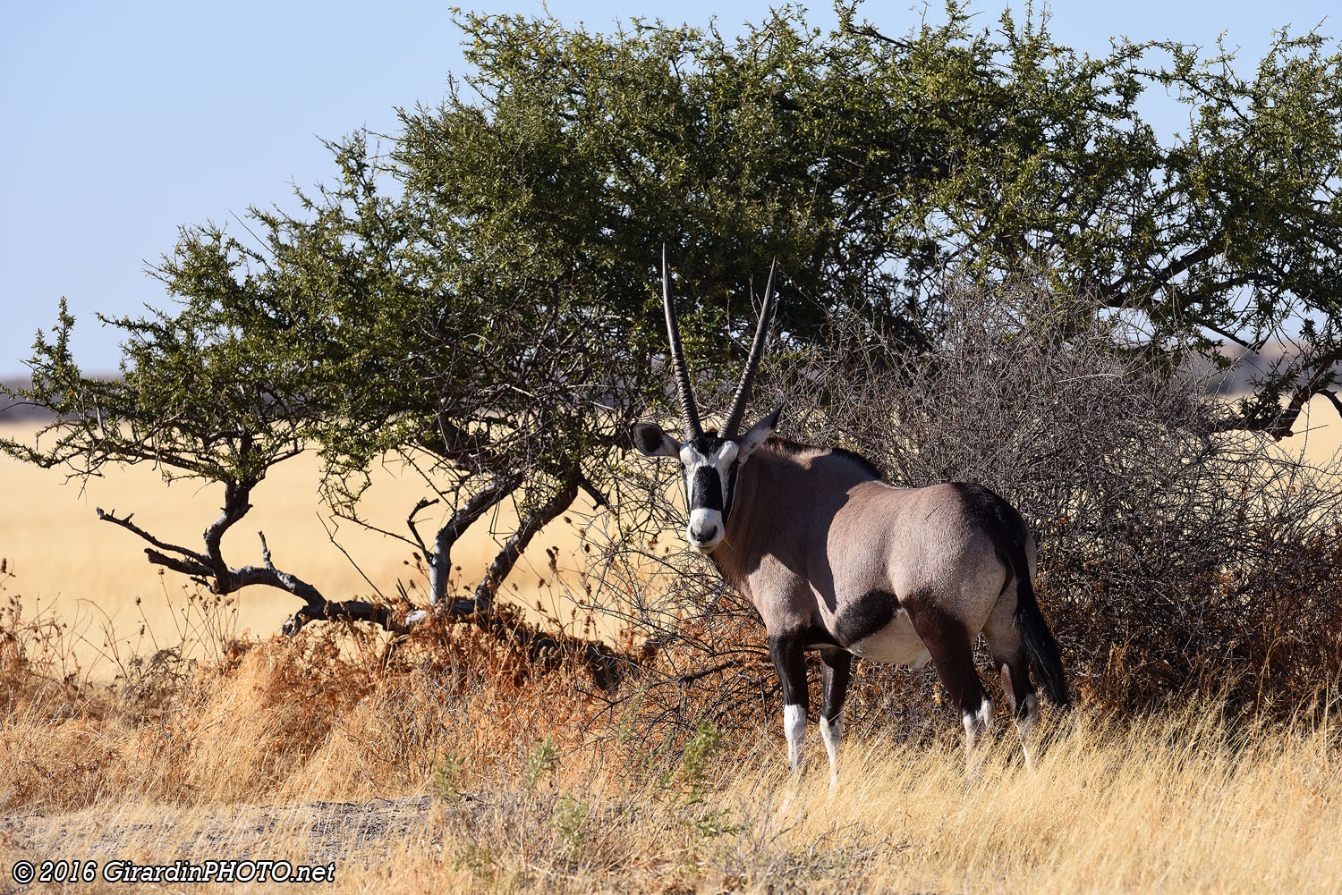Oryx
