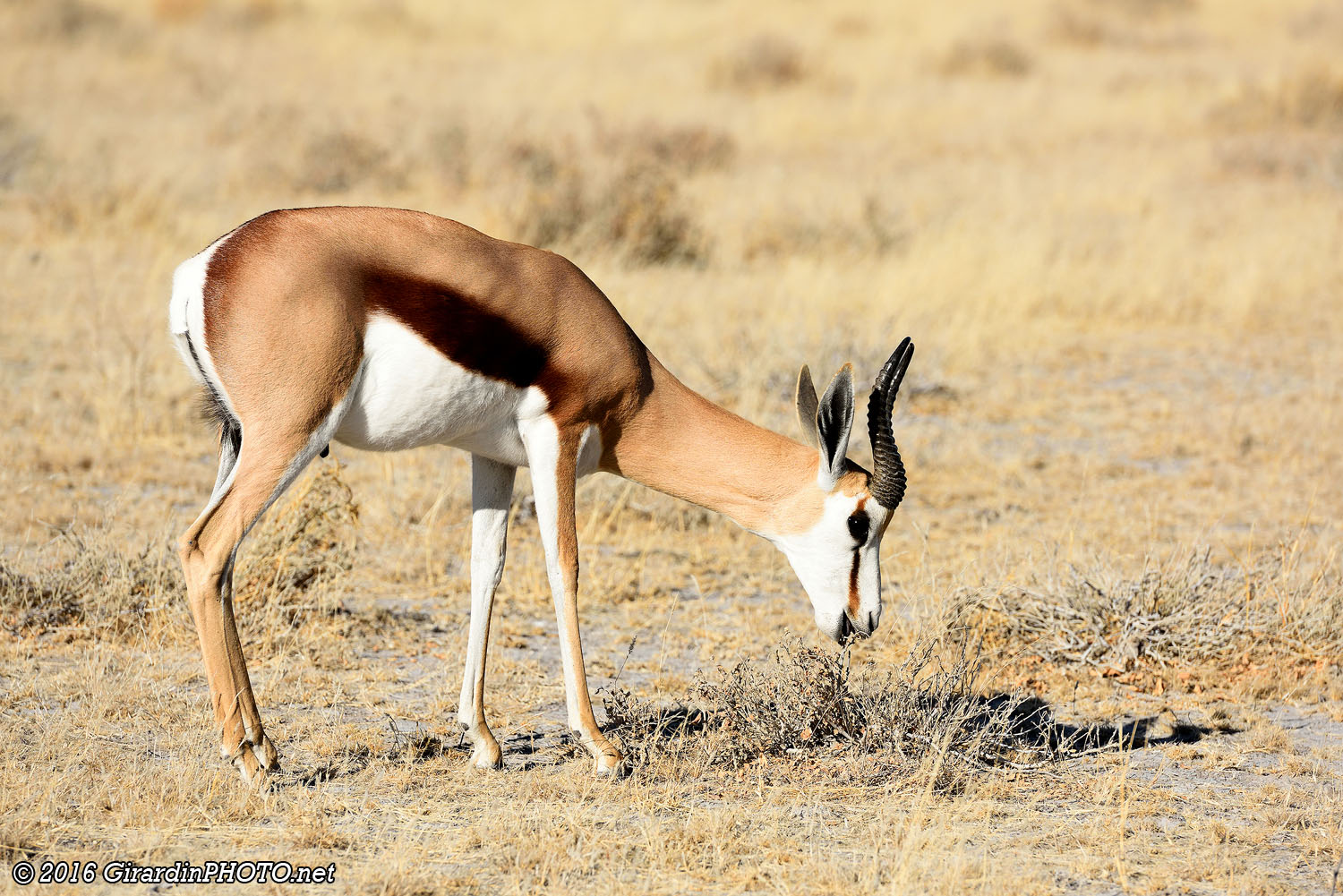 Springbok