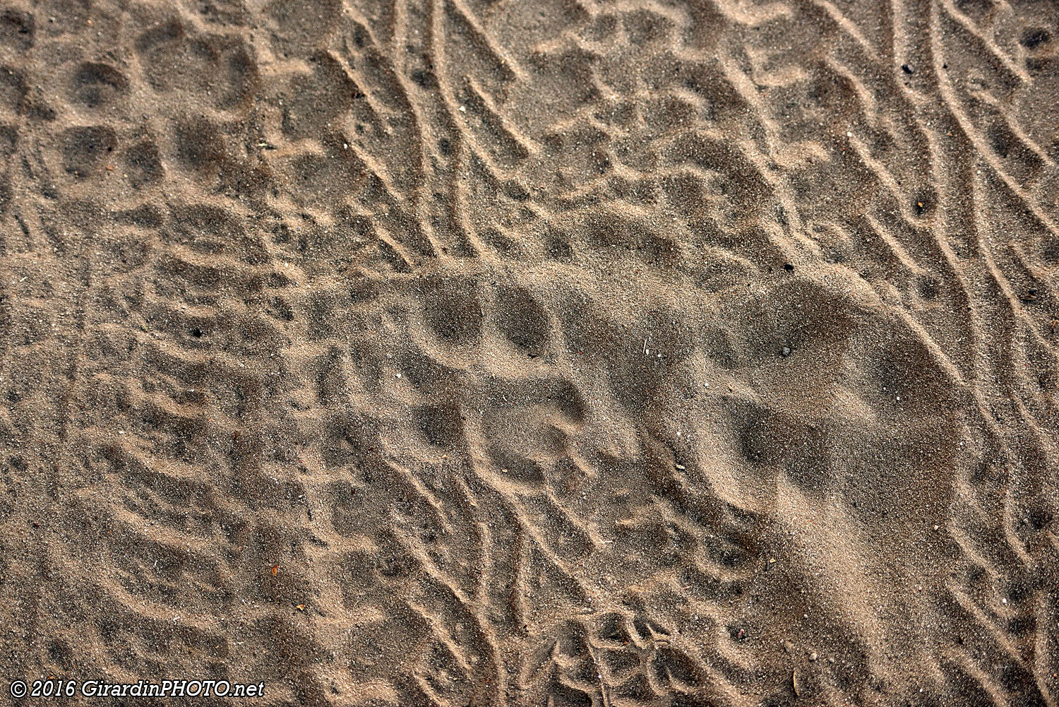 Traces de fauves