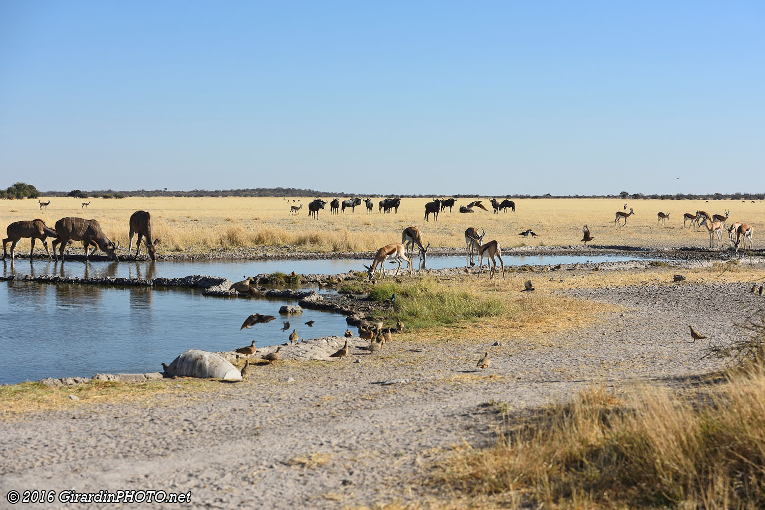 Piper Pan Waterhole