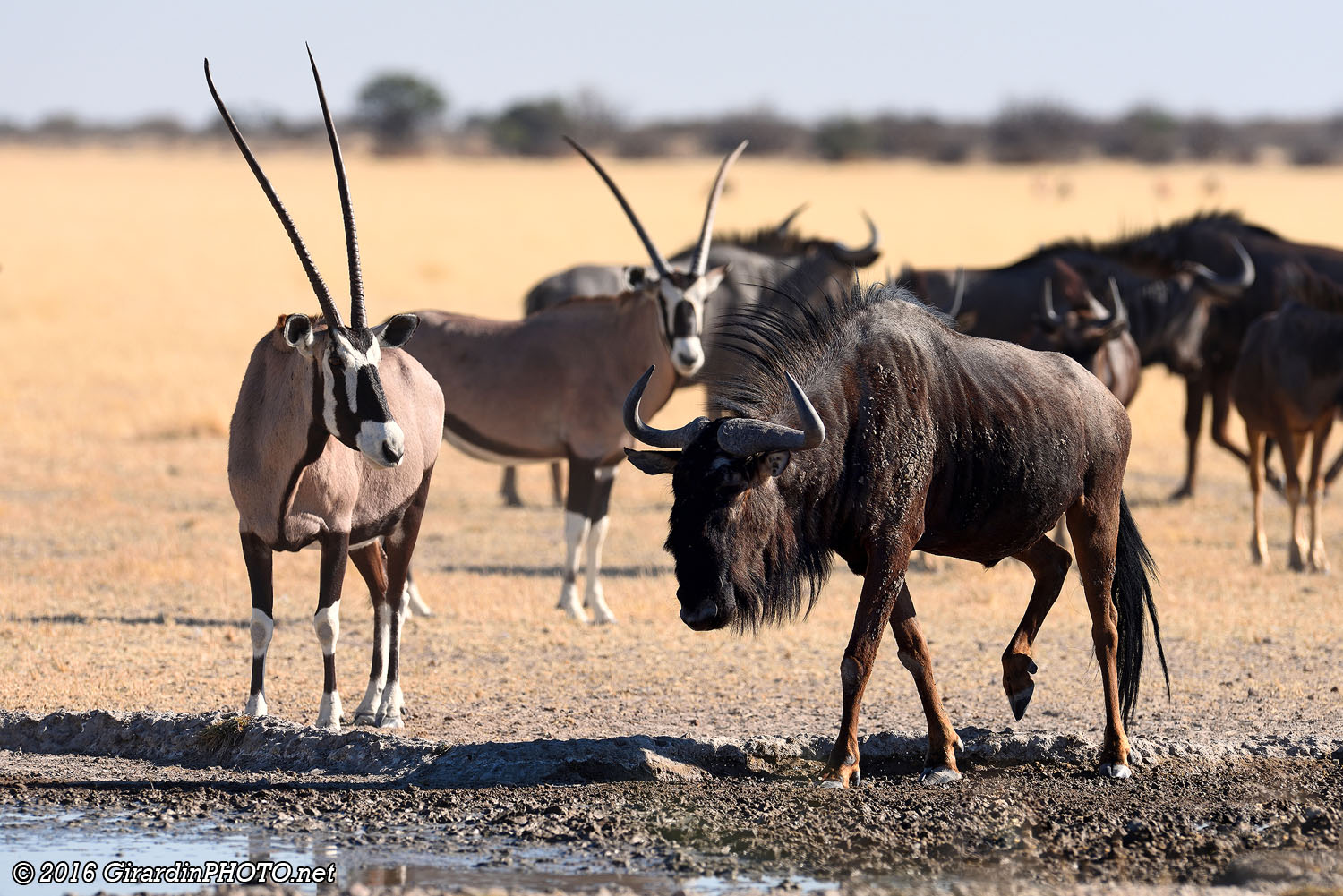Gnous et Oryx
