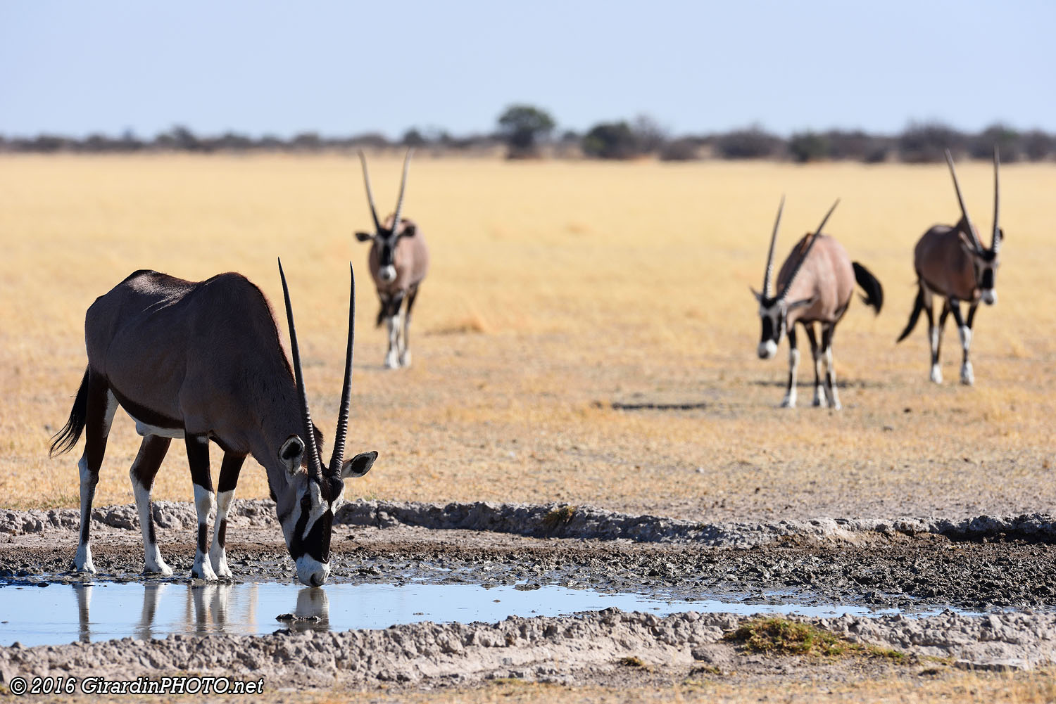 Oryx