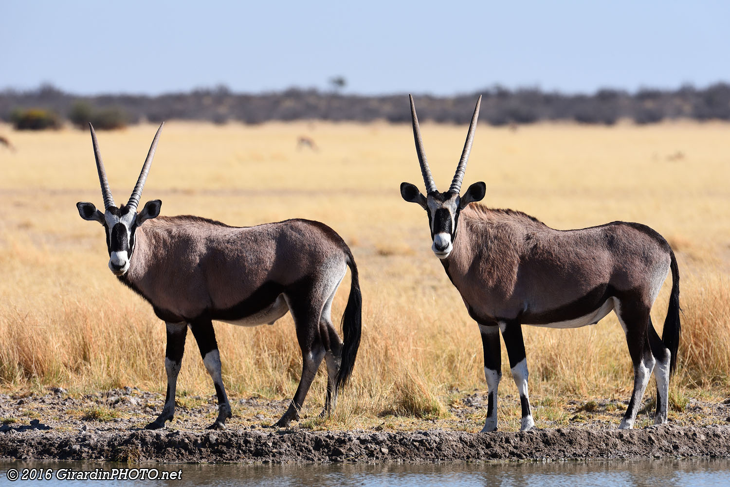 Oryx