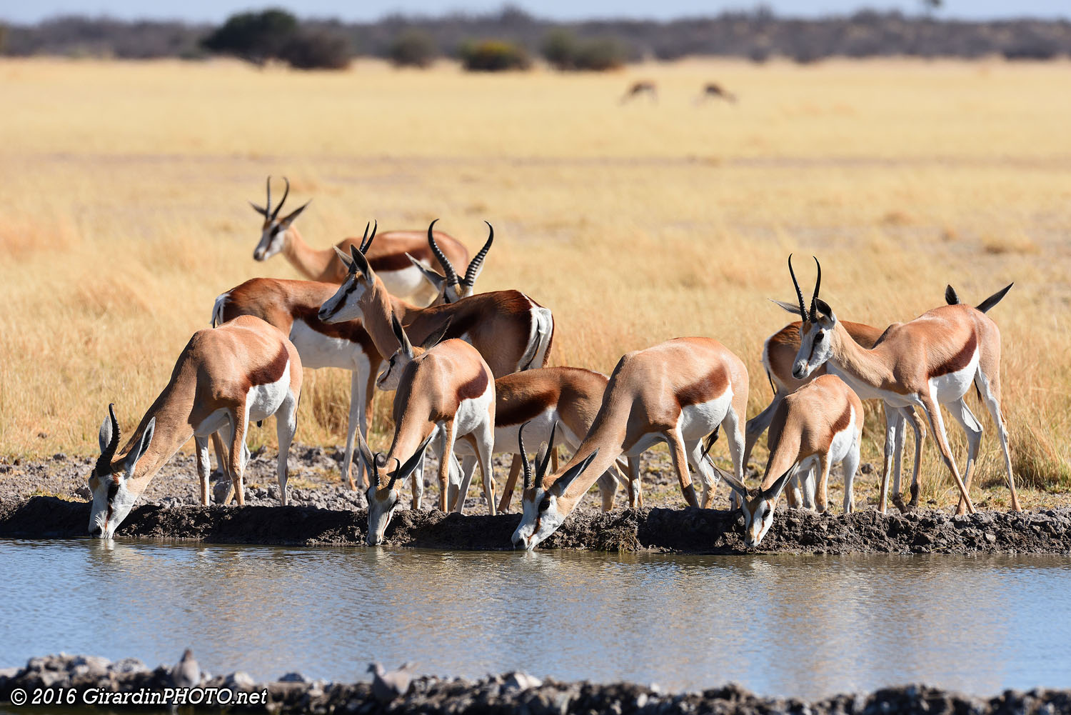 Springboks