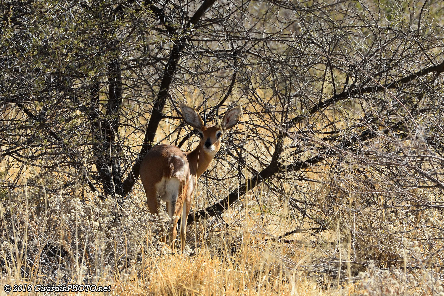 Steenbok