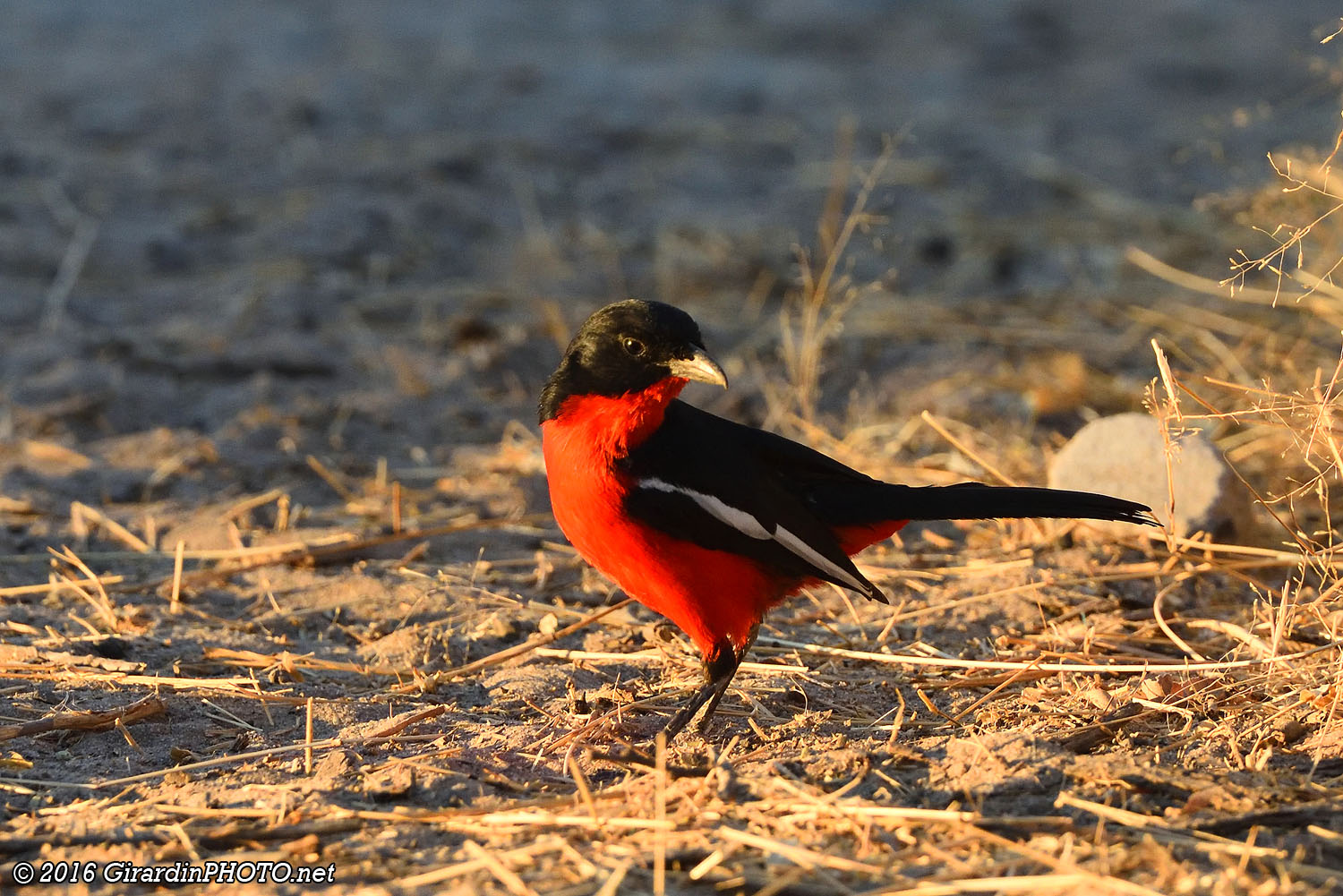 Gonolek rouge et noir