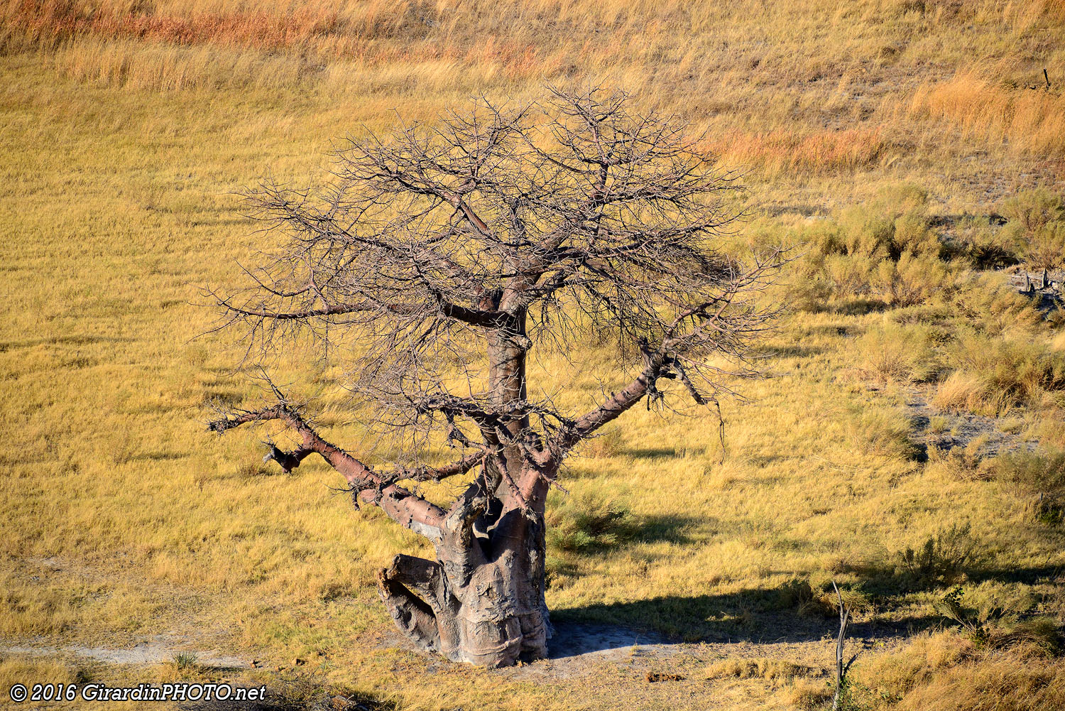 Baobab