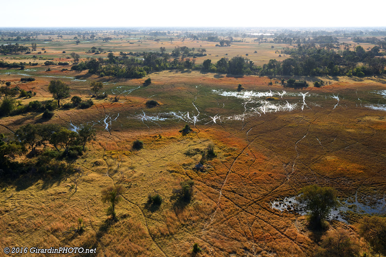 Vues du ciel, les traces laissées par les éléphants rappellent les veines de leurs oreilles géantes
