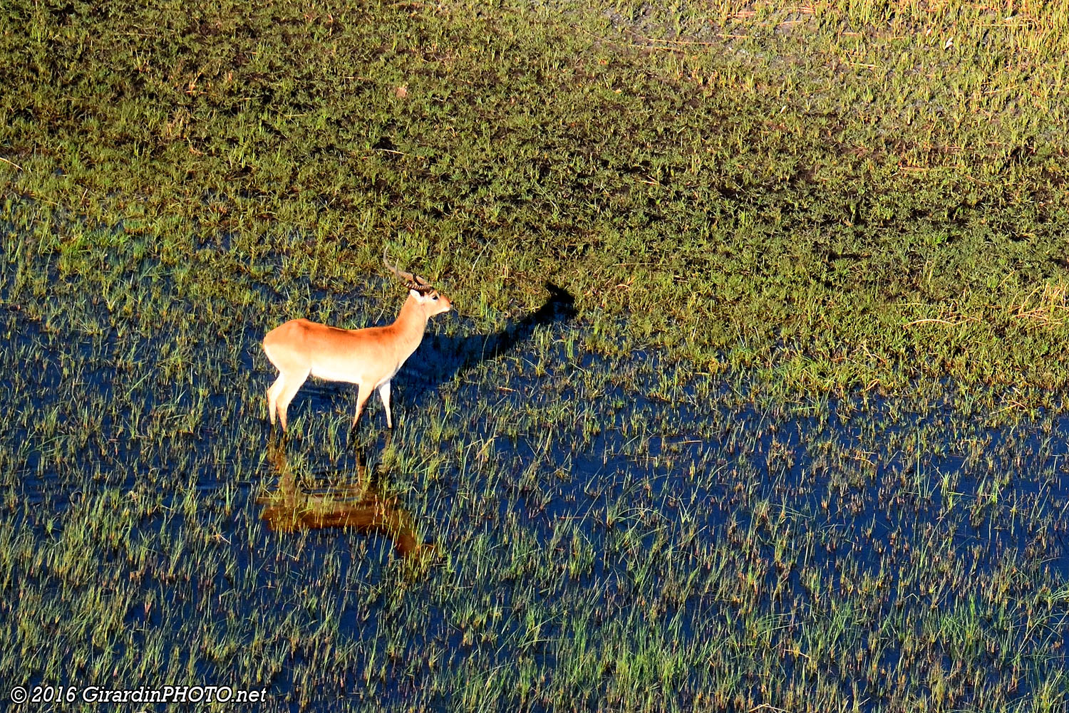 Cobe de Lechwe