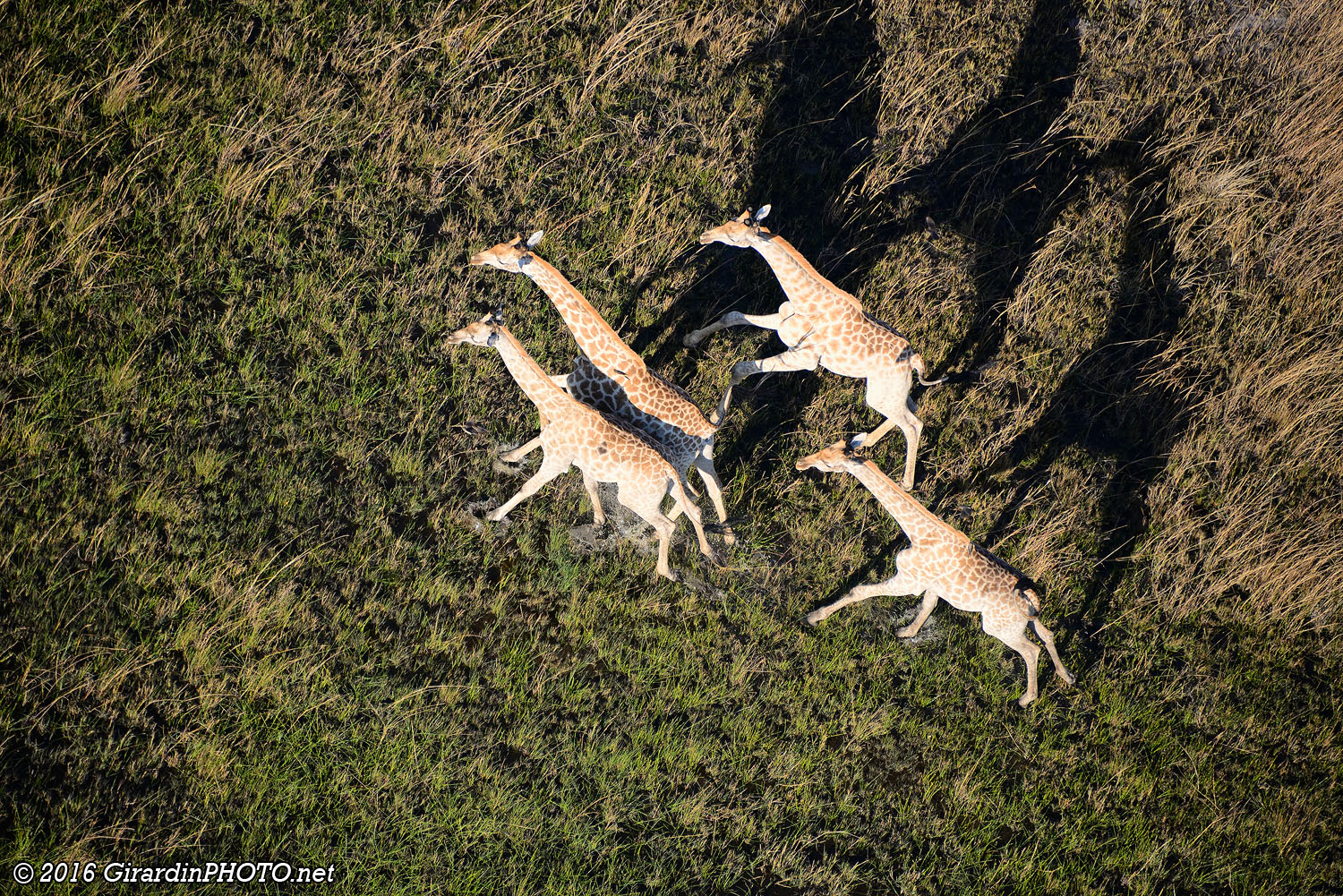 Girafes en pleine course