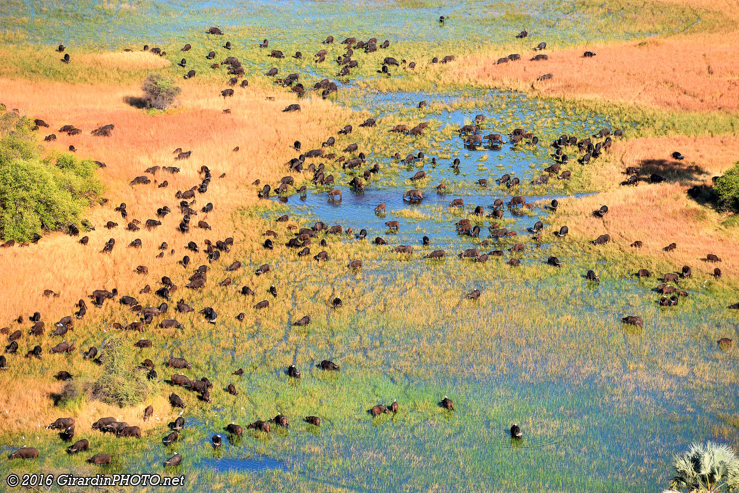Troupeau de buffles