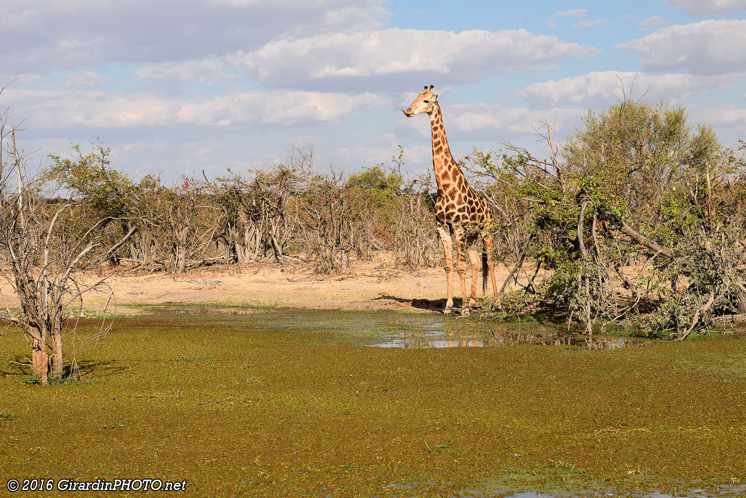 Girafe