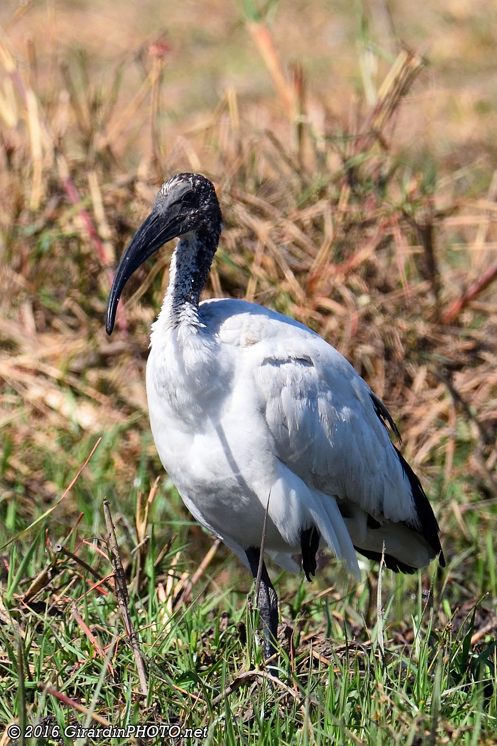 Ibis sacré