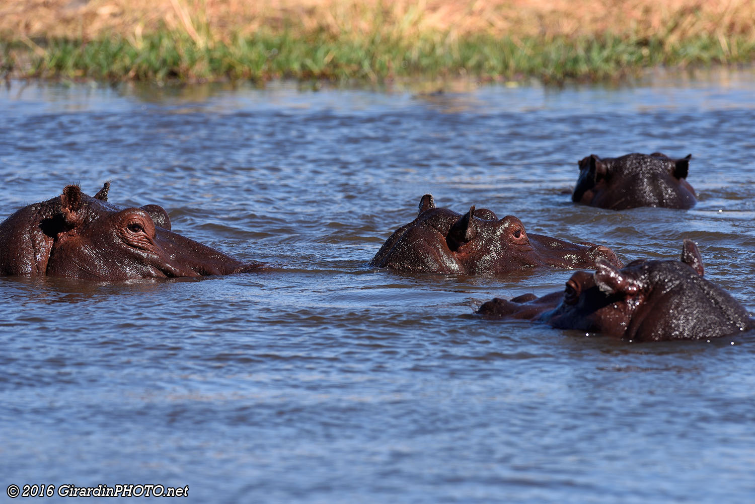 Hippopotames