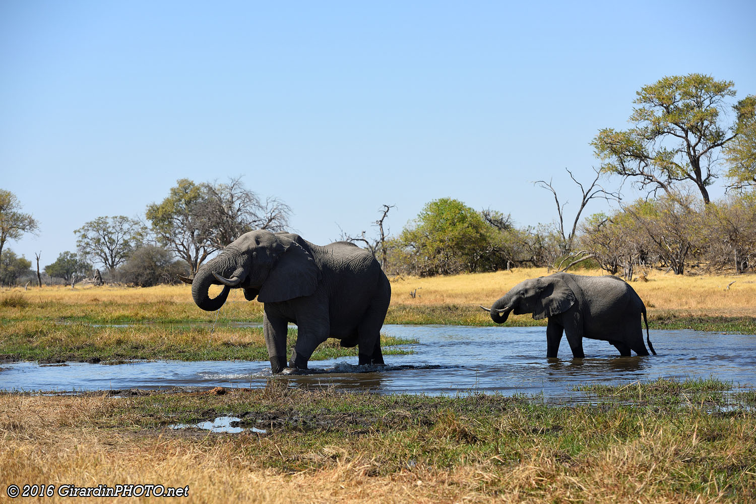 Eléphants traversant la Khwai River